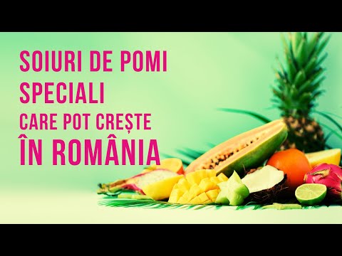 Kiwi, Banane, Curmale, Papaya | FRUCTE EXOTICE care pot creste in ROMANIA | VIATA IN GRADINA
