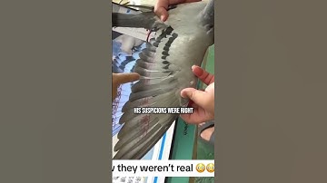 SPY BIRD CAMERA FOUND! THIS IS TERRIFYING! 🐦2