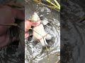 Amazing fishing video #amazing #viral #video #fish #reels #reels