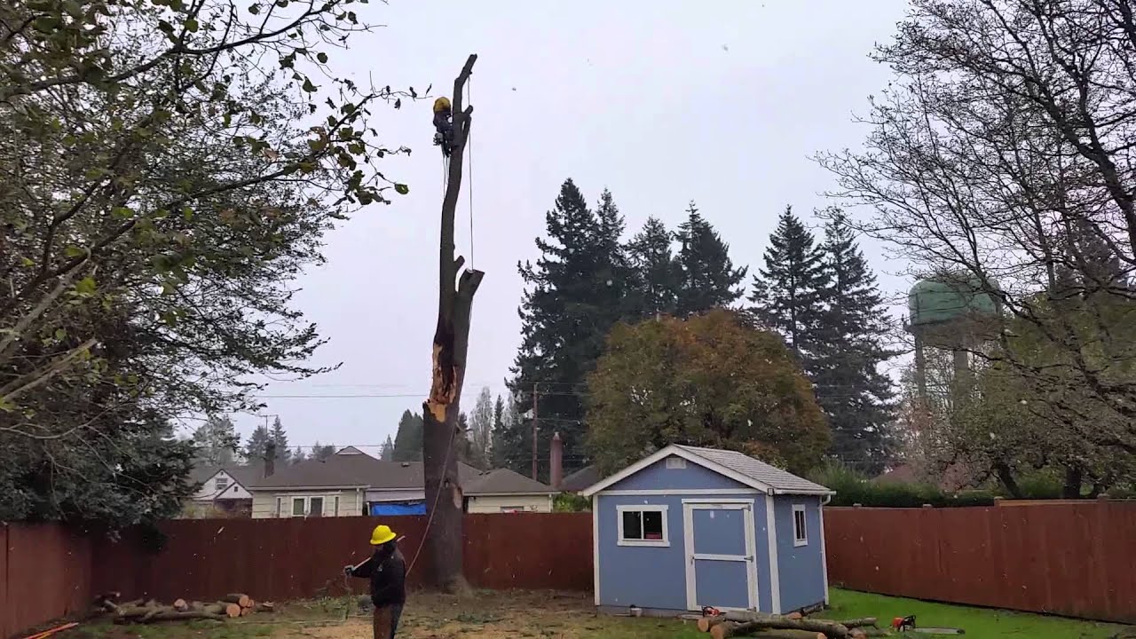 Tree removal vancouver Washington YouTube
