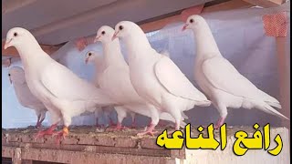 كيفية رفع المناعه عند انواع الحمام و الدواجن و العصافير | طبيب الحمام