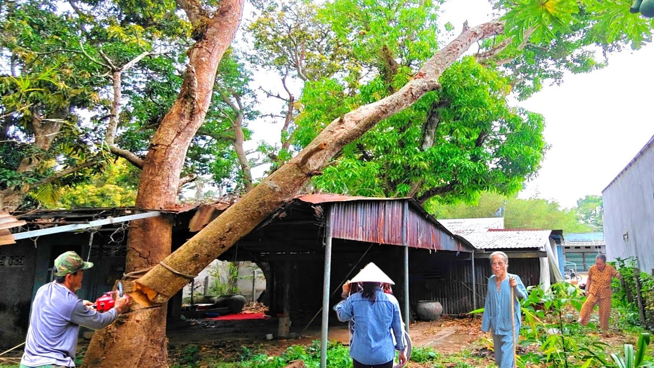 Hồi Hộp cưa cây Xoài To đã Khô nhiều ngày gần những ngôi nhà cực kỳ khó.