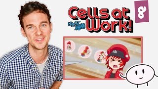 DOCTOR reacts to CELLS AT WORK! // Episode 8 // "Blood Circulation"