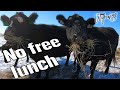 A Free Lunch for the Cows!