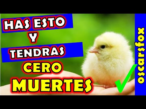Video: Criar pollos (la mascota que se paga sola)