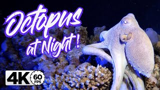 Octopus Camouflage at Night | Changes color, texture and shape in 4k