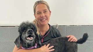 Grooming a Dog with Skin Issues