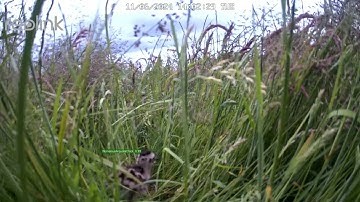 Real-time Monitoring of Curlews