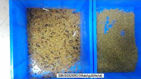 Raisin Optical Color Sorting Machine