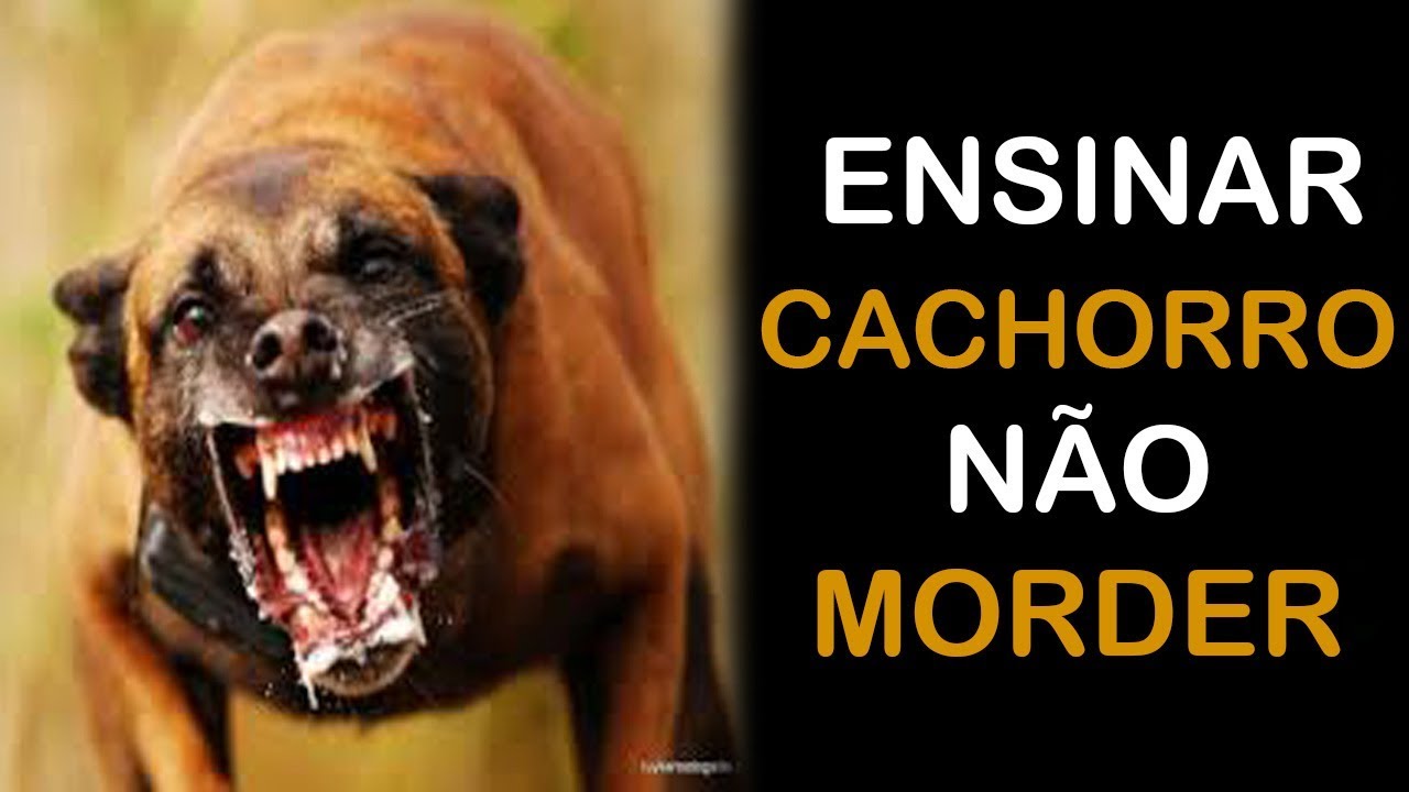 Cachorro Que Late Não Morde Significado - FDPLEARN