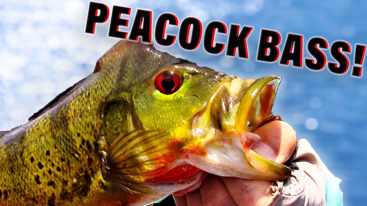 How to Fish for Peacock Bass (Beginners Guide) 🐟 YouTube