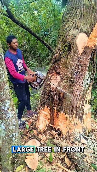 This lumberjack is unsure of what he is doing #feedshorts #shorts #woodworking