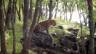 Животные с ловушек национального парка &quot;Земля Леопарда&quot;.