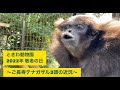 敬老の日2022年　ときわ動物園のご長寿テナガザル
