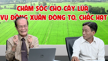 CHĂM SÓC CHO CÂY LÚA VỤ ĐÔNG XUÂN ĐÒNG TO, CHẮC HẠT