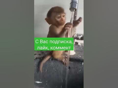 Обезьяна Человек братья но когда появился раньше? Люди эволюционируют в ...