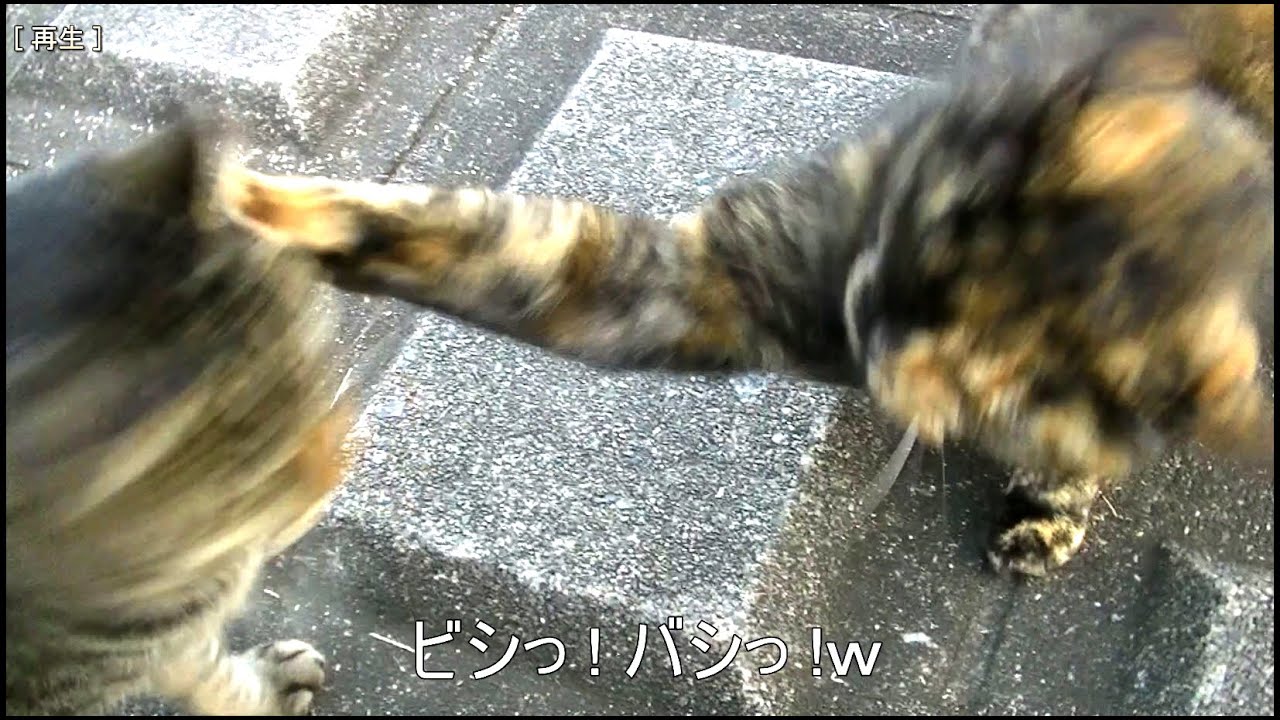 つく 野良猫 な