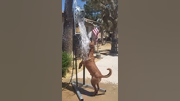 Owner Builds Doggo the Ultimate Summer Toy || ViralHog