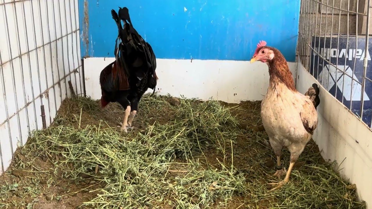 Albany de larry romero en linea 