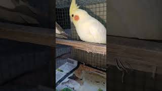 Snow female cocktail Parrot video #birds #talkingparot #funny #nature #talkingnature #video