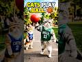 Cats Play Basketball in the Park! 🏀🐾#shorts #catshorts #funnycats #cuteanimals #basketball