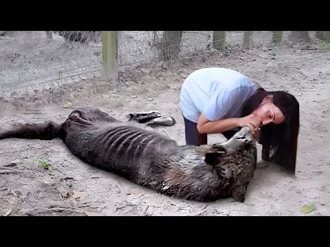 50 Animals That Asked People for Help & Kindness !