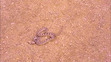 Gopher Snake in New Mexico Albuquerque Open Space Hiking Area Cibola National Forest