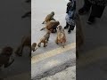 Monkey Temple, Kathmandu.