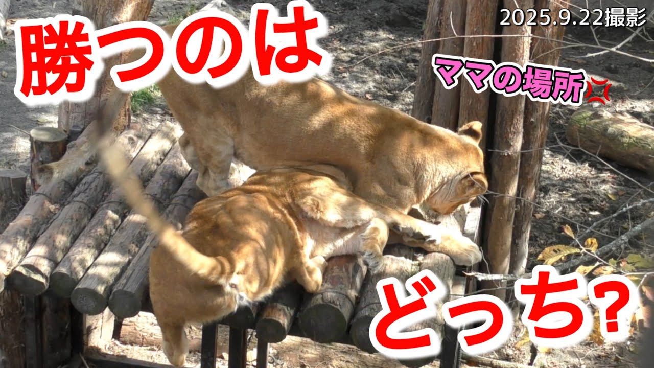 《旭山ライオン＆トラ》ママ？娘？奪い合いの結末は？ずーっと起きない夫。オリトイオ＆ザリアファミリーvol692/Who will win?mother or daughter?Lion＆Tiger