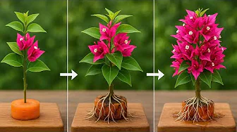 Unique tip: carrots help bougainvillea take root and bloom forever