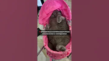 САМЫЕ ЗЛОПАМЯТНЫЕ КОШКИ