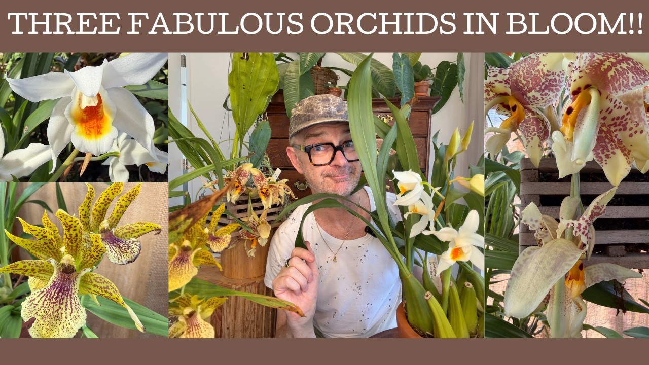 Три великолепные и необычные орхидеи в цвету!