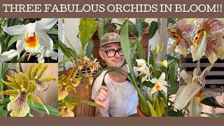 Three fabulous & unusual orchids in bloom!