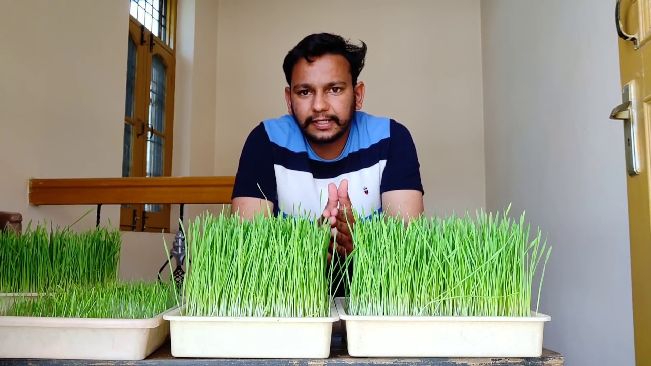 100 ਬਿਮਾਰੀਆਂ ਦਾ ਇਕੋ ਇਲਾਜ, ਪਰ ਲੋਕ ਨਹੀ ਕਰਦੇ #WheatGrass juice intake  benefits for humans