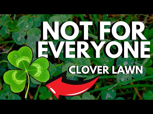 Watch This BEFORE You Start A Clover Lawn… it’s a BIG commitment. Clover Lawns 101 class=