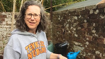 Root nodules in clover - Lockdown Biology