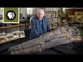 Meet a Jurassic Killer: Temnodontosaurus