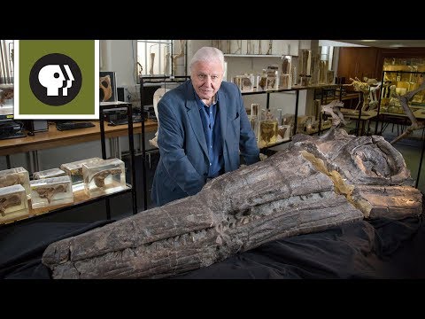 Video: Found Bones Of The Longest Dinosaur In The History Of Planet Earth - Alternative View