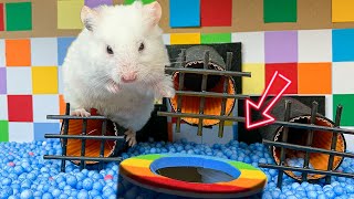 Hamsters in the amazing Ball Pool maze 🐹 Hamster Maze In Real Life by MR HAMSTER 828 views 4 months ago 19 minutes