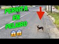 Ayudando a cachorro perdido y confundido a punto de ser atropellado! Por favor dona! #viral #lovedog