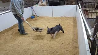 Lot 1 2-8 Cross Gilt
