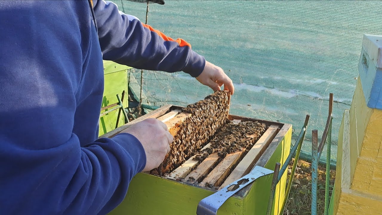 28 02 2026 Verificarea stupilor de puiet 