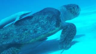 Giant loggerhead turtle with remoras - Belize 2013