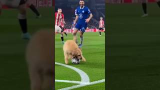 Players Can't Stop Laughing as Dog Takes Over the Match! 🤣 #shorts