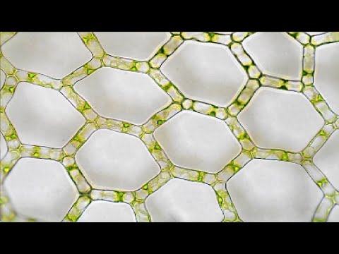 Preliminary Phytochemical Screening, Proximate Analysis