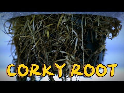 Corky Root