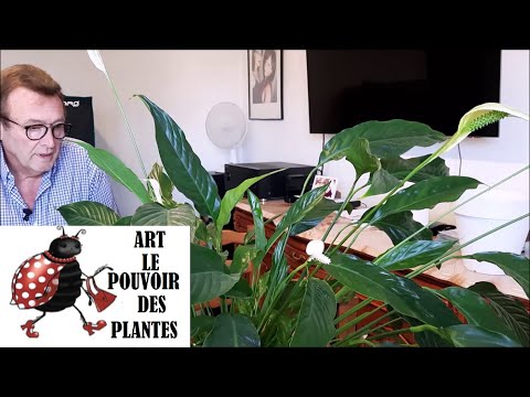 Vidéo: Reproduction de spathiphyllum à la maison