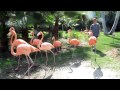 A Parade of Flamingos at Sarasota Jungle Gardens