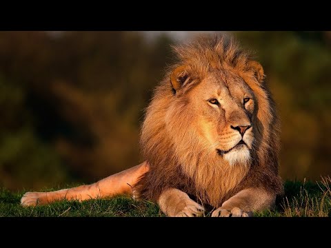 موسيقى هادئة مع الغابات الجامحة لايف