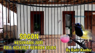 SOGOK ONTONG FULL TEMBAKAN | COCOK UNTUK MASTERAN SOGON BAHAN ANDA